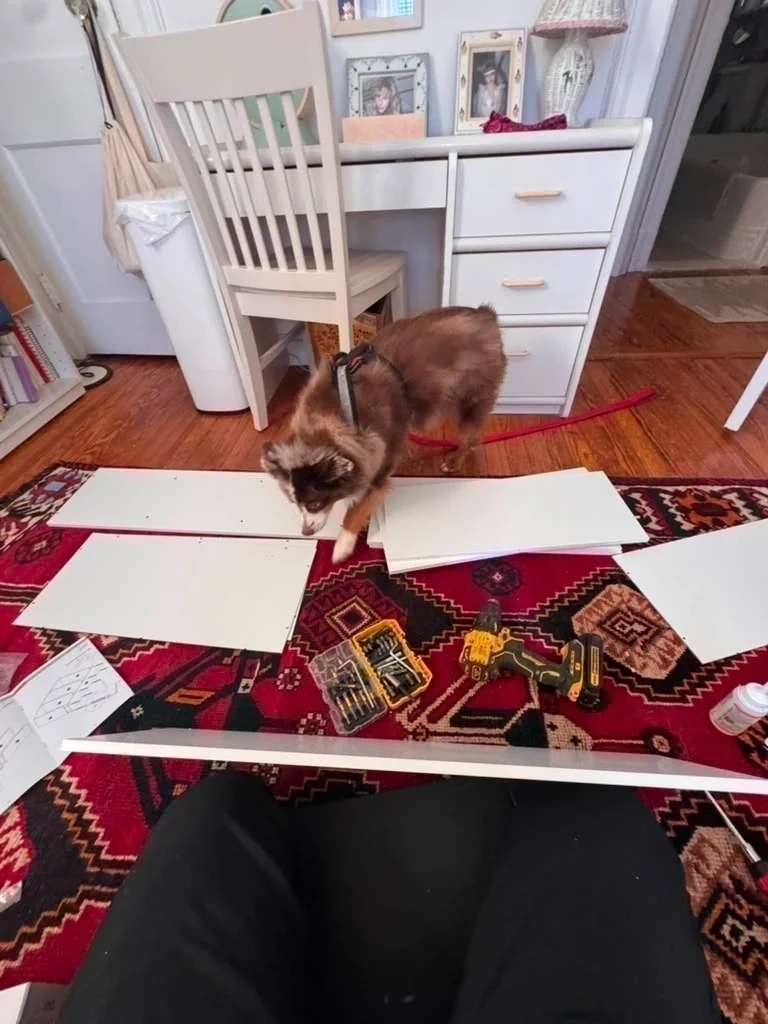 Flat pack bookshelf panels laid out on rug with tools and pet supervisor before assembly - Pleasantville NY